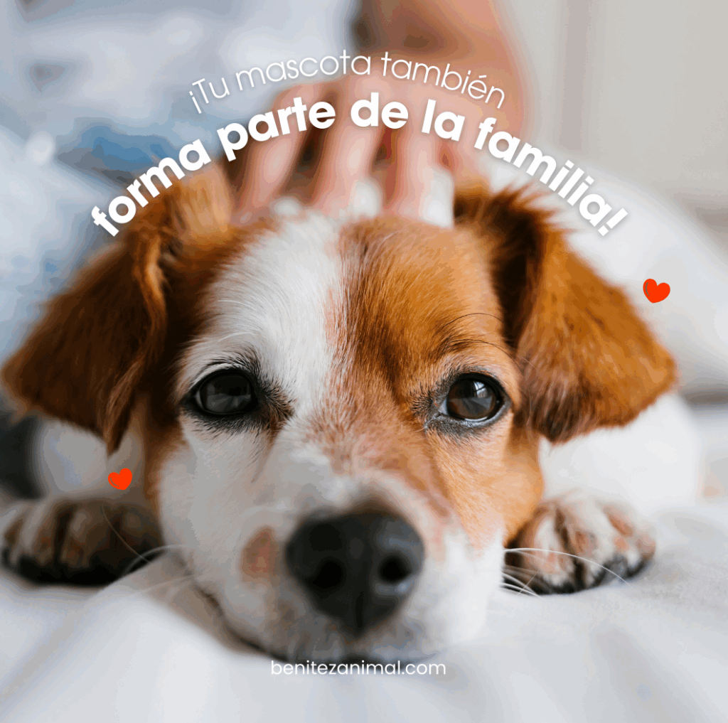 Benitez Animal Hospital Veterinary Clinic