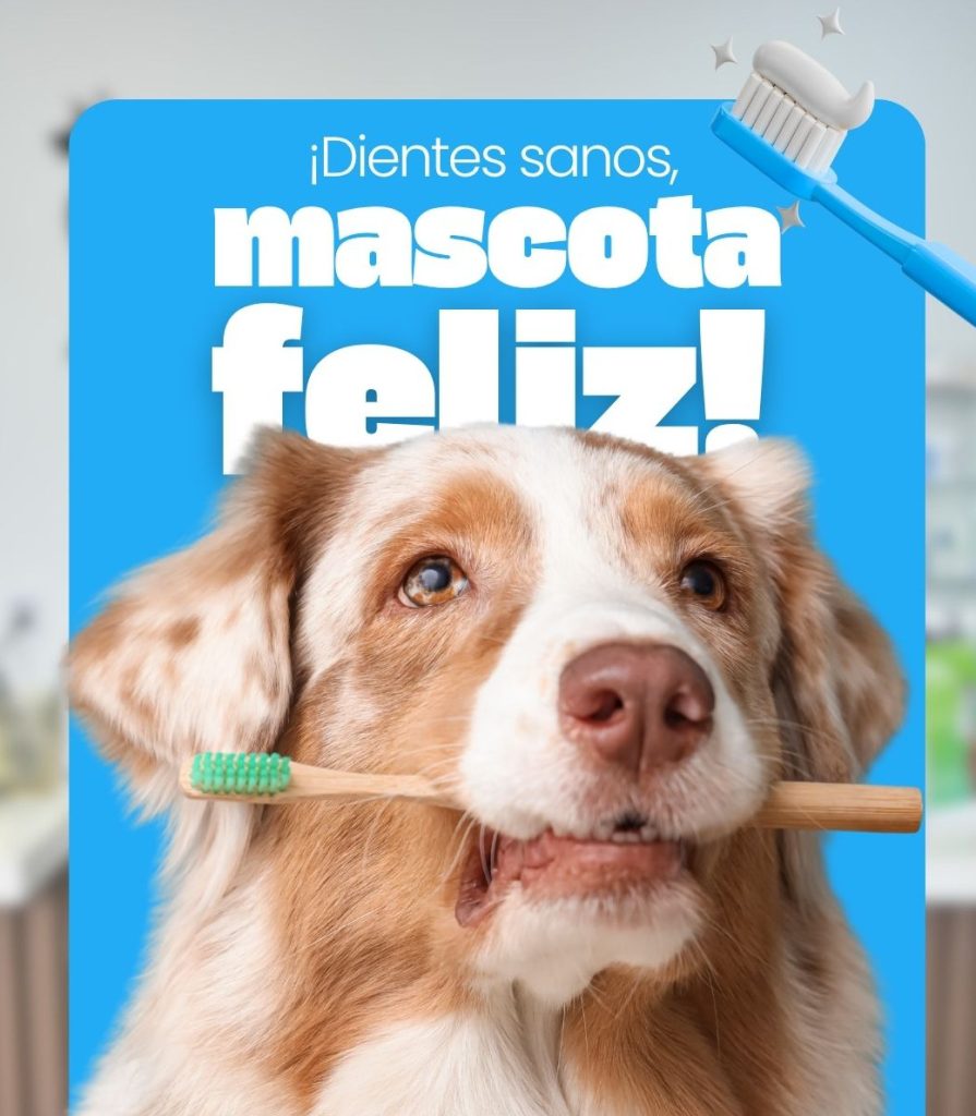 Veterinarian in Hialeah FL examining a dog